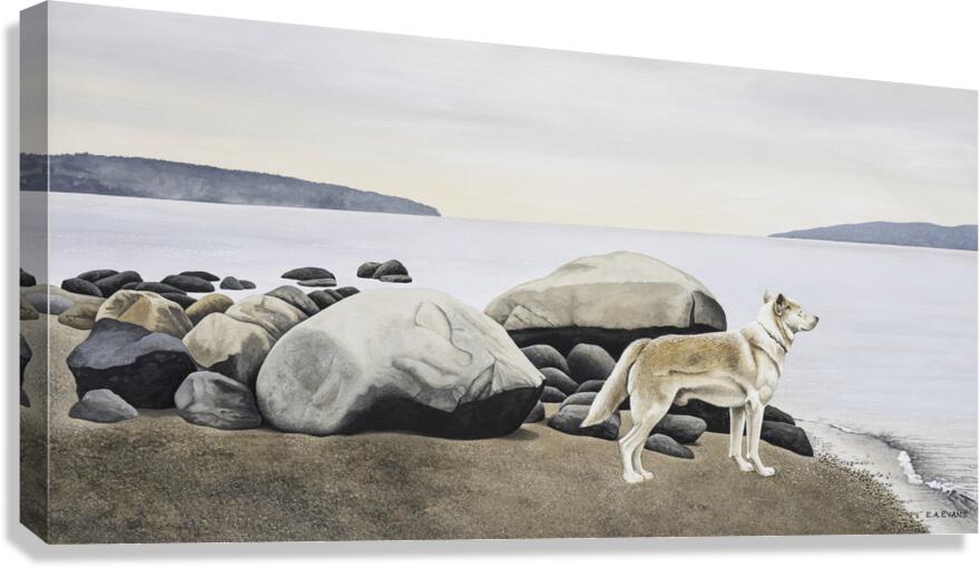  Dog on a Rocky Shore  Canvas Print