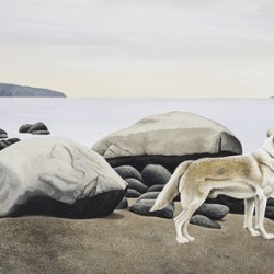  Dog on a Rocky Shore 