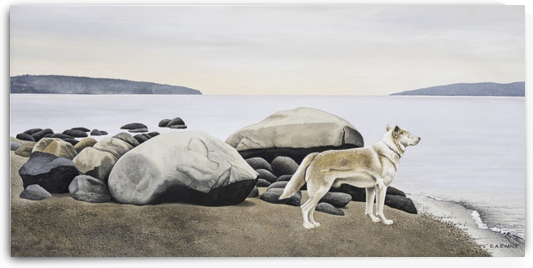  Dog on a Rocky Shore  by Elizabeth A Evans